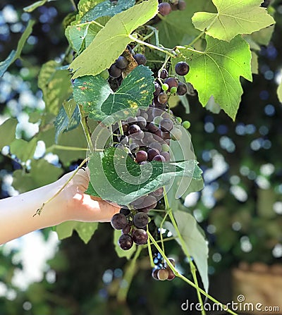 Close-up of a person holding a bunch of dark purple grapes growing on a vine Stock Photo