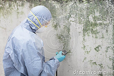 Pest Control Worker Examining Pest On Wall Stock Photo