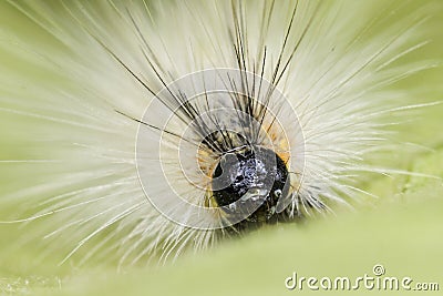Close up of pest fall webworm, Hyphantria cunea Stock Photo
