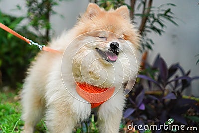 pet, pet owner walks with a small dog breed or pomeranian and closes its eyes Stock Photo