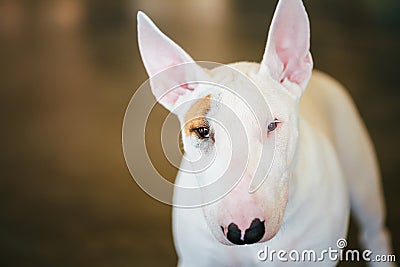Close Up Pet White Bullterrier Dog Stock Photo