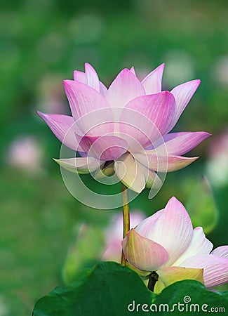 Close up petal pink lotus flowers in water pool Stock Photo