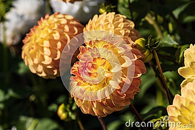 Close-up of the petals on one side of decorative dahlia Dahlia Ball Hillcrest Margaret on the marble green background. MAcro.2021. Stock Photo