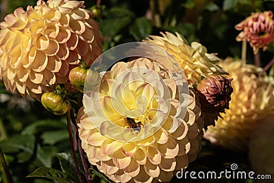 Close-up of the petals on one side of decorative dahlia Dahlia Ball Hillcrest Margaret on the marble green background. MAcro.2021. Stock Photo