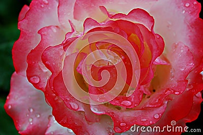 Close-up of the petals of a rose soaked in the morning dew with dark background and intense colors Stock Photo