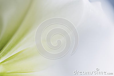 Close up on the petals of a white amaryllis flower - Soft and whiteness background Stock Photo