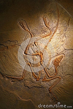 Close up petrified fossil remains of Archaeopteryx Editorial Stock Photo