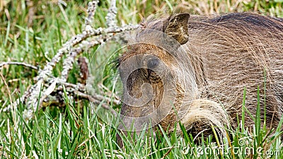 Close Up of Phacochoerus africanus The Common warthog Stock Photo