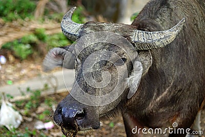 Philippines waterbuffalo Stock Photo