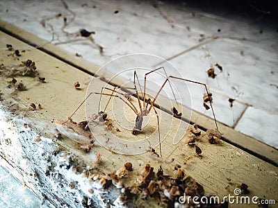 Close up of Pholcus phalangioides also known as longbodied cellar, daddy long-legs or skull spider. Stock Photo