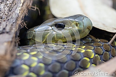 Australia Eastern Tiger Snake Stock Photo