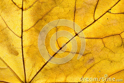 Close-up photo of autumn leaves. Leaf texture. Macro photo Stock Photo