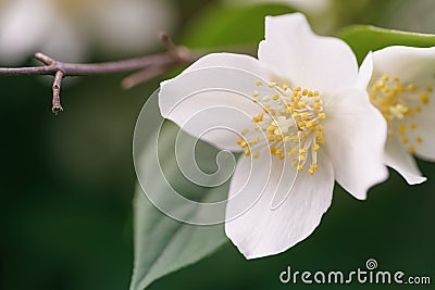 Close up photo of beautiful jasmine blossom in evening sunset light Stock Photo