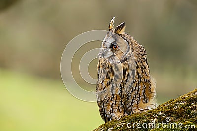 Long Eared Owl Asio otus UK Stock Photo