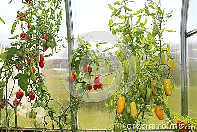 Beautiful tomato and cucumber growing in a greenhouse Stock Photo
