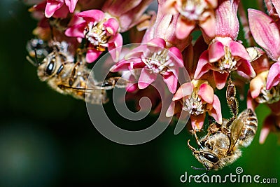 Close-up photo of a bee. The honey bee collects the pollen close-up. Photo of a bee sitting on a rose flower. The bee pollinates Stock Photo