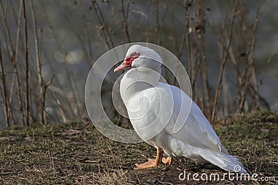 Close-up photo of a big Muscovy white duck with a distinctive red face, Stock Photo