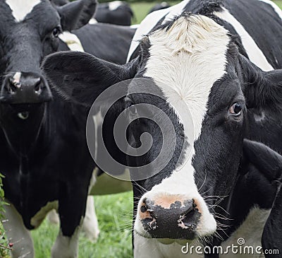 A close up photo of a Cows face in a herd Stock Photo