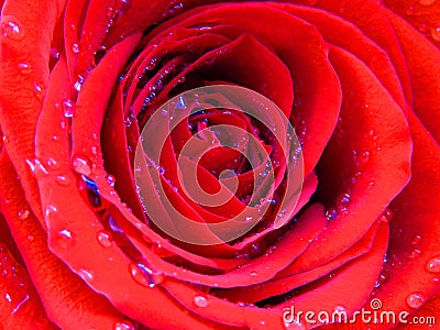 Close up photo of a blooming rose covered with brilliant shiny water rain dew drops. Vivid cadmium red `Mister Lincoln` rose. Stock Photo