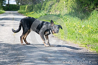 A Border Collie standing proud in a field Stock Photo