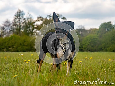 A Border Collie standing proud in a field Stock Photo