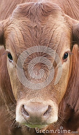 A close up photo of a brown Cows face in a herd Stock Photo