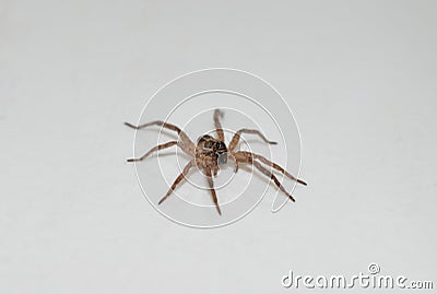 Close up photo of a brown wolf spider walking across a white countertop inside someone`s home Stock Photo