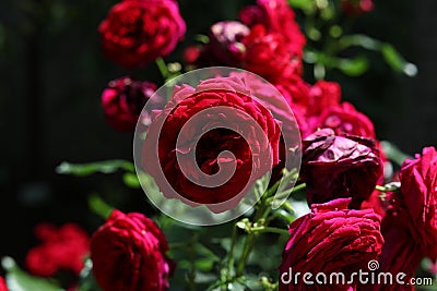 a bunch of bright red cabage roses in the garden Stock Photo