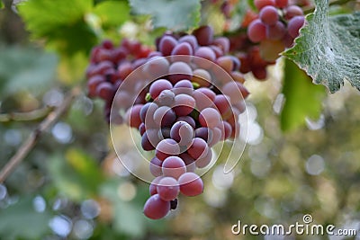 Close up photo of a bunch of red grapes taken from below Stock Photo