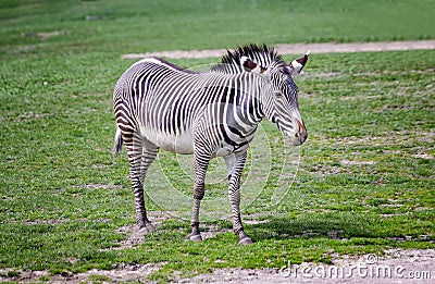 Close up photo of Chapman's zebra standing on green grass, equus quagga chapmani. It is natural background or wallpaper with Stock Photo