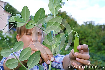 Close up photo of the child`s hands gathering pea pods. Summer in grandma`s garden. Stock Photo