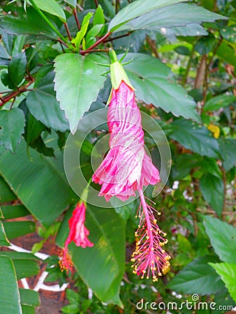 Closed gumamela flower Stock Photo