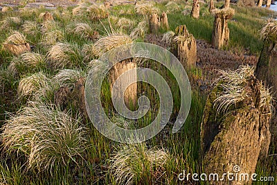 Grass clumps and wood pilings. Stock Photo