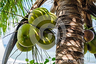 A close up photo of a coconut from the coconut tree by the beach Stock Photo
