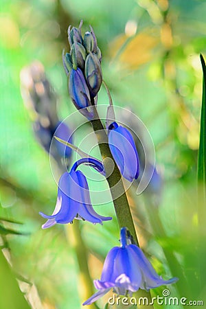 A close-up photo of Common Bluebell flower Hyacinthoides non-scripta. Colourful Bokeh background; shallow depth of field Stock Photo