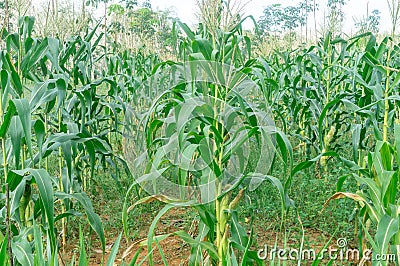 Close up photo of cornfield in Thailand upcountry, Fresh green corns growing up and providing yield in plantation, Healthy maize Stock Photo