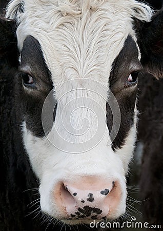 A close up photo of a Cows face in a herd Stock Photo