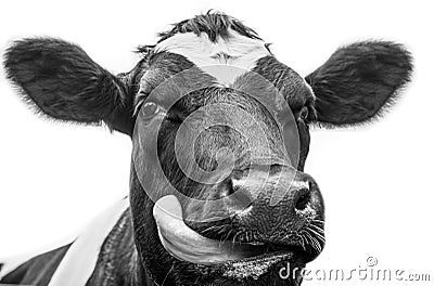 A close up photo of a Cows face isolated on a white background Stock Photo