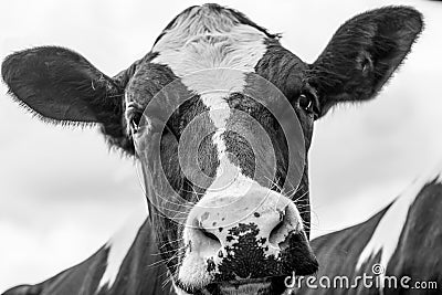 A close up photo of a Cows face isolated on a white background Stock Photo