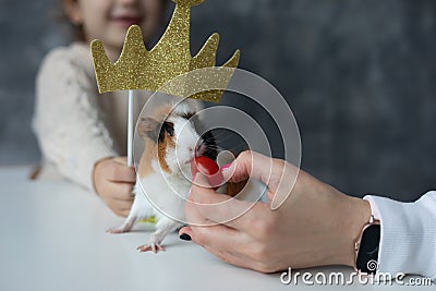 Close up photo of cute guinea pig eating cherry tomato from cropped woman hand. Little girl hold toy crown under pet Stock Photo