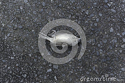 Close-up photo of dead bird corpse and carcass on the road Stock Photo