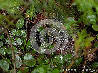 Close-up photo of dewy shiny spider`s web in the forest. Stock Photo