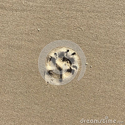 Dogs Pawprint isolated in the sand Stock Photo