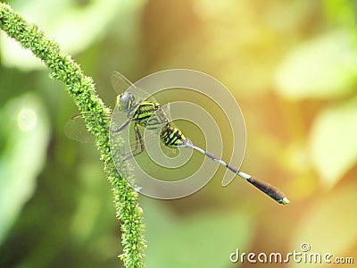 Close Up Photo of dragonfly on the blurred goldy green background Stock Photo