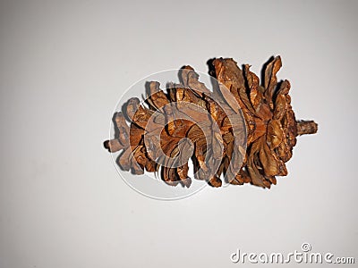 close up photo of a dried pine Stock Photo