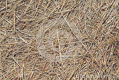Close up photo of dry straw. Pattern of straw for the design Stock Photo