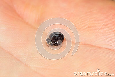 Close-up photo of a dry tick on human hand Stock Photo