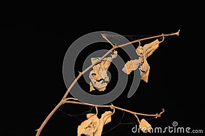 Close up photo of dry tree leaves and twigs Stock Photo