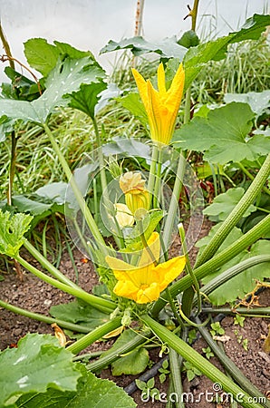 Close up photo of edible zucchini flowers on an organic greenhouse farm, selective focus Stock Photo