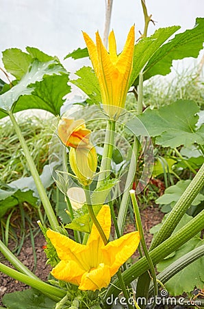 Close up photo of edible zucchini flowers on an organic greenhouse farm, selective focus Stock Photo